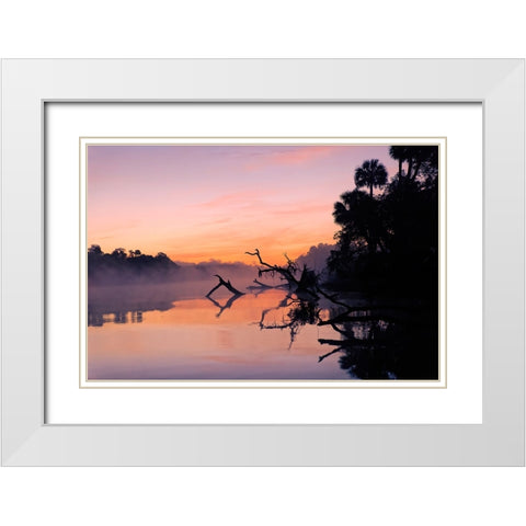 Predawn view of mist and fallen trees reflecting on blackwater area of St Johns River White Modern Wood Framed Art Print with Double Matting by Jones, Adam