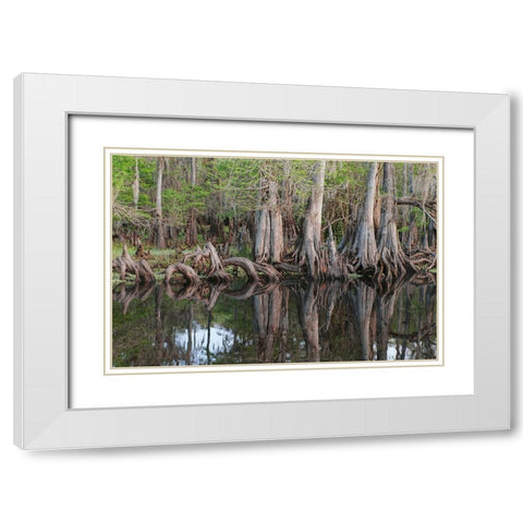 Early spring view of cypress trees reflecting on blackwater area of St Johns River-central Florida White Modern Wood Framed Art Print with Double Matting by Jones, Adam