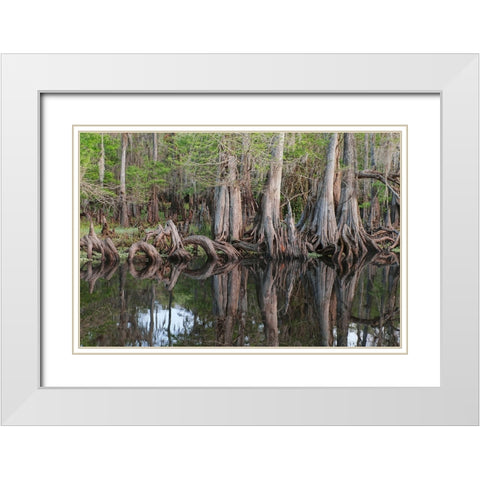 Early spring view of cypress trees reflecting on blackwater area of St Johns River-central Florida White Modern Wood Framed Art Print with Double Matting by Jones, Adam