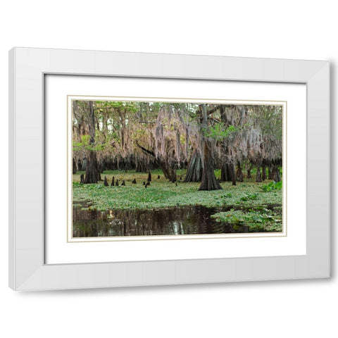Early spring view of cypress trees reflecting on blackwater area of St Johns River-central Florida White Modern Wood Framed Art Print with Double Matting by Jones, Adam