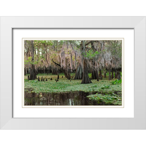 Early spring view of cypress trees reflecting on blackwater area of St Johns River-central Florida White Modern Wood Framed Art Print with Double Matting by Jones, Adam