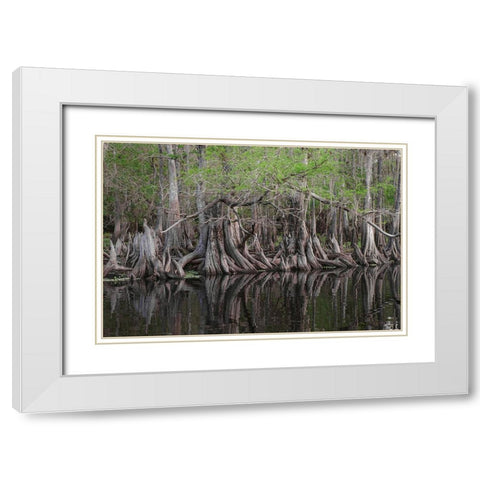Early spring view of cypress trees reflecting on blackwater area of St Johns River-central Florida White Modern Wood Framed Art Print with Double Matting by Jones, Adam