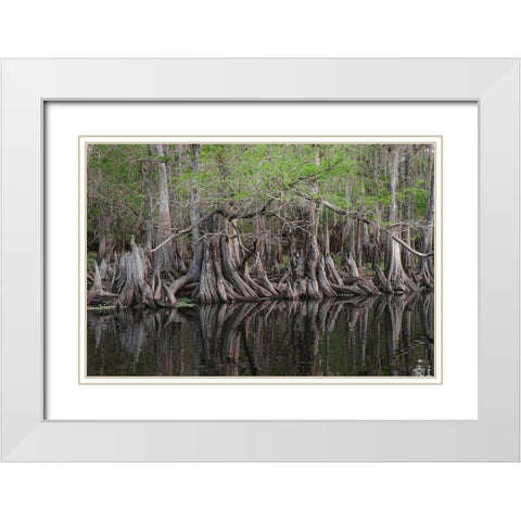Early spring view of cypress trees reflecting on blackwater area of St Johns River-central Florida White Modern Wood Framed Art Print with Double Matting by Jones, Adam
