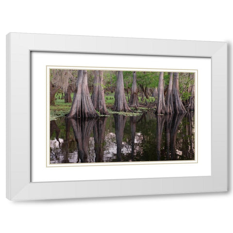 Early spring view of cypress trees reflecting on blackwater area of St Johns River-central Florida White Modern Wood Framed Art Print with Double Matting by Jones, Adam
