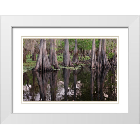 Early spring view of cypress trees reflecting on blackwater area of St Johns River-central Florida White Modern Wood Framed Art Print with Double Matting by Jones, Adam