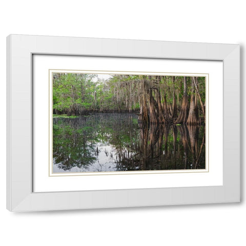 Early spring view of cypress trees reflecting on blackwater area of St Johns River-central Florida White Modern Wood Framed Art Print with Double Matting by Jones, Adam