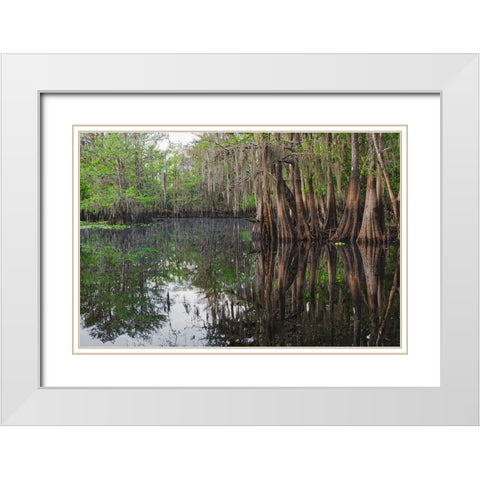 Early spring view of cypress trees reflecting on blackwater area of St Johns River-central Florida White Modern Wood Framed Art Print with Double Matting by Jones, Adam