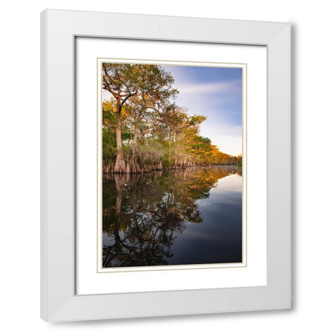 Early spring view of cypress trees reflecting on blackwater area of St Johns River-central Florida White Modern Wood Framed Art Print with Double Matting by Jones, Adam