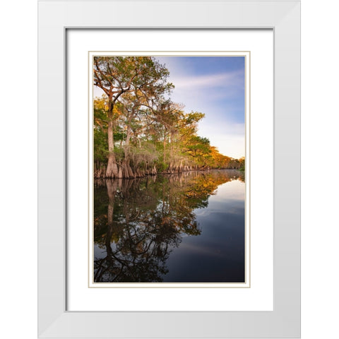 Early spring view of cypress trees reflecting on blackwater area of St Johns River-central Florida White Modern Wood Framed Art Print with Double Matting by Jones, Adam