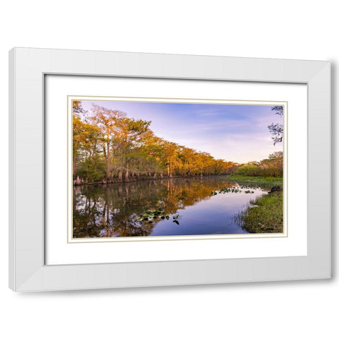 Early spring view of cypress trees reflecting on blackwater area of St Johns River-central Florida White Modern Wood Framed Art Print with Double Matting by Jones, Adam