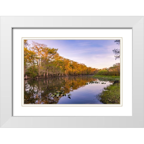 Early spring view of cypress trees reflecting on blackwater area of St Johns River-central Florida White Modern Wood Framed Art Print with Double Matting by Jones, Adam