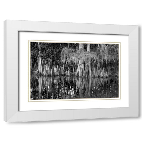 Early spring view of cypress trees reflecting on blackwater area of St Johns River-central Florida White Modern Wood Framed Art Print with Double Matting by Jones, Adam
