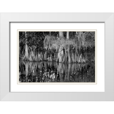 Early spring view of cypress trees reflecting on blackwater area of St Johns River-central Florida White Modern Wood Framed Art Print with Double Matting by Jones, Adam