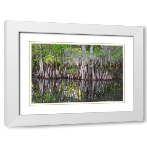 Early spring view of cypress trees reflecting on blackwater area of St Johns River-central Florida White Modern Wood Framed Art Print with Double Matting by Jones, Adam