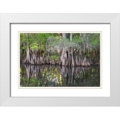 Early spring view of cypress trees reflecting on blackwater area of St Johns River-central Florida White Modern Wood Framed Art Print with Double Matting by Jones, Adam