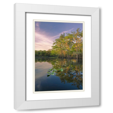 Early spring view of cypress trees reflecting on blackwater area of St Johns River-central Florida White Modern Wood Framed Art Print with Double Matting by Jones, Adam