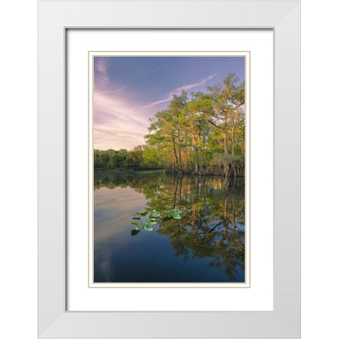 Early spring view of cypress trees reflecting on blackwater area of St Johns River-central Florida White Modern Wood Framed Art Print with Double Matting by Jones, Adam