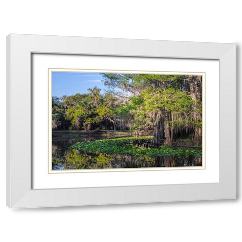Early spring view of cypress trees reflecting on blackwater area of St Johns River-central Florida White Modern Wood Framed Art Print with Double Matting by Jones, Adam