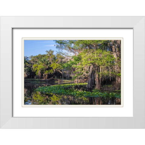 Early spring view of cypress trees reflecting on blackwater area of St Johns River-central Florida White Modern Wood Framed Art Print with Double Matting by Jones, Adam