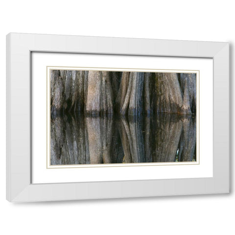 Pattern of cypress trees reflecting on blackwater area of St Johns River-central Florida White Modern Wood Framed Art Print with Double Matting by Jones, Adam