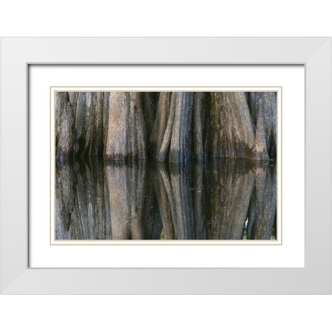 Pattern of cypress trees reflecting on blackwater area of St Johns River-central Florida White Modern Wood Framed Art Print with Double Matting by Jones, Adam