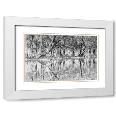 Early spring view of cypress trees reflecting on blackwater area of St Johns River-central Florida White Modern Wood Framed Art Print with Double Matting by Jones, Adam