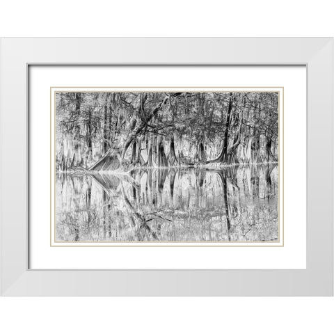 Early spring view of cypress trees reflecting on blackwater area of St Johns River-central Florida White Modern Wood Framed Art Print with Double Matting by Jones, Adam