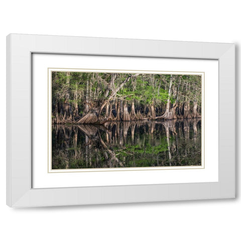 Early spring view of cypress trees reflecting on blackwater area of St Johns River-central Florida White Modern Wood Framed Art Print with Double Matting by Jones, Adam