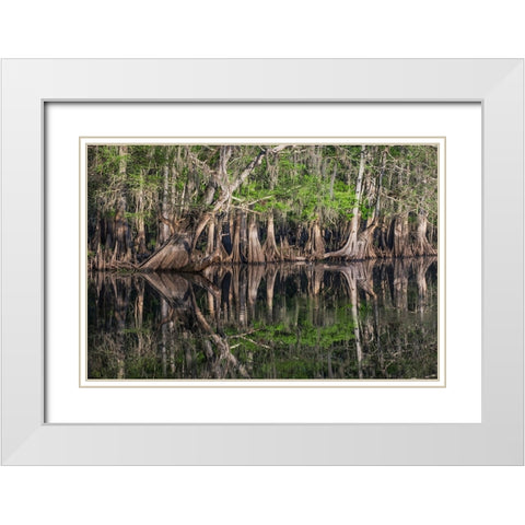Early spring view of cypress trees reflecting on blackwater area of St Johns River-central Florida White Modern Wood Framed Art Print with Double Matting by Jones, Adam