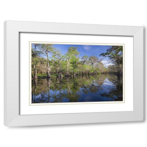 Early spring view of cypress trees reflecting on blackwater area of St Johns River-central Florida White Modern Wood Framed Art Print with Double Matting by Jones, Adam
