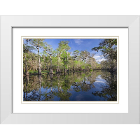 Early spring view of cypress trees reflecting on blackwater area of St Johns River-central Florida White Modern Wood Framed Art Print with Double Matting by Jones, Adam