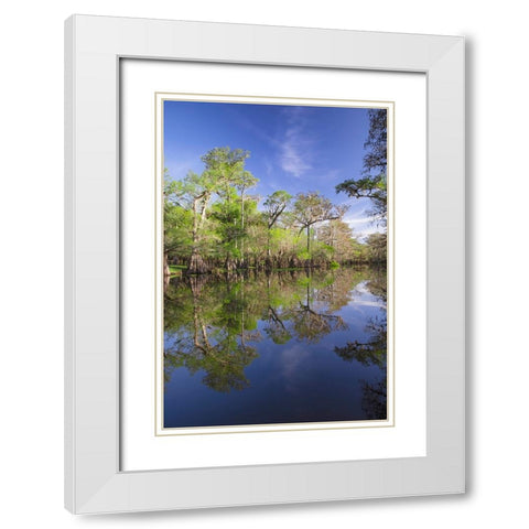 Early spring view of cypress trees reflecting on blackwater area of St Johns River-central Florida White Modern Wood Framed Art Print with Double Matting by Jones, Adam