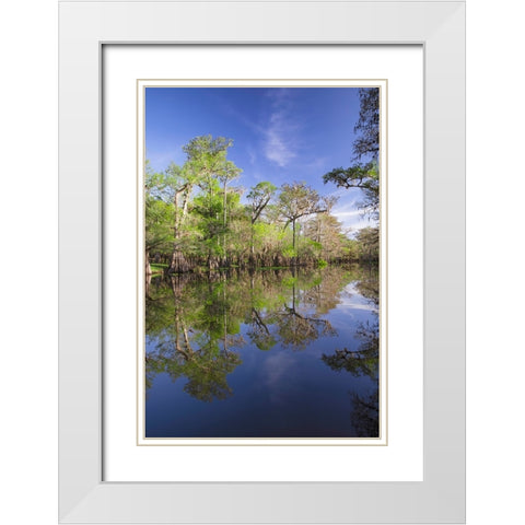 Early spring view of cypress trees reflecting on blackwater area of St Johns River-central Florida White Modern Wood Framed Art Print with Double Matting by Jones, Adam