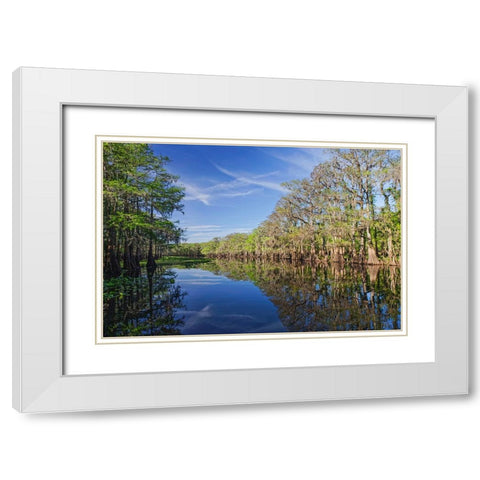 Early spring view of cypress trees reflecting on blackwater area of St Johns River-central Florida White Modern Wood Framed Art Print with Double Matting by Jones, Adam
