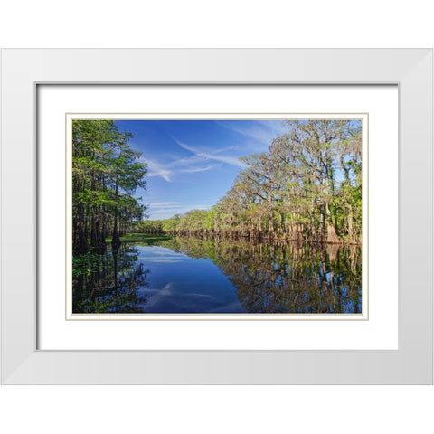 Early spring view of cypress trees reflecting on blackwater area of St Johns River-central Florida White Modern Wood Framed Art Print with Double Matting by Jones, Adam
