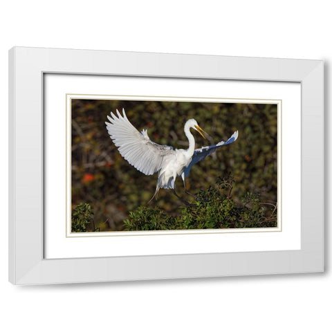 Great egret landing at nest site Venice rookery-Venice-Florida White Modern Wood Framed Art Print with Double Matting by Jones, Adam