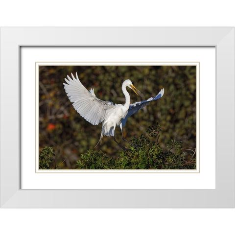 Great egret landing at nest site Venice rookery-Venice-Florida White Modern Wood Framed Art Print with Double Matting by Jones, Adam