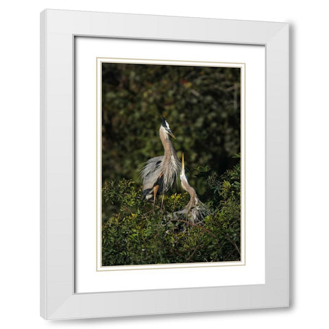 Blue Heron nest-Venice-Florida White Modern Wood Framed Art Print with Double Matting by Jones, Adam