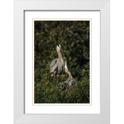 Blue Heron nest-Venice-Florida White Modern Wood Framed Art Print with Double Matting by Jones, Adam