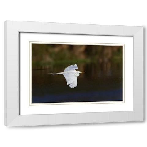 Great egret flying Venice rookery-Venice-Florida White Modern Wood Framed Art Print with Double Matting by Jones, Adam