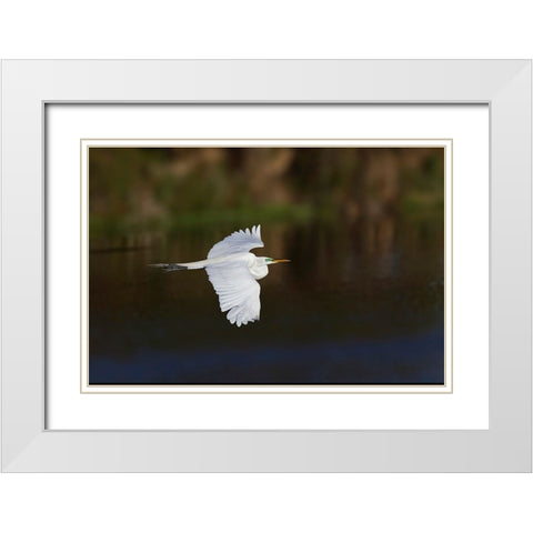 Great egret flying Venice rookery-Venice-Florida White Modern Wood Framed Art Print with Double Matting by Jones, Adam