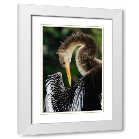 Anhinga preening Florida White Modern Wood Framed Art Print with Double Matting by Jones, Adam