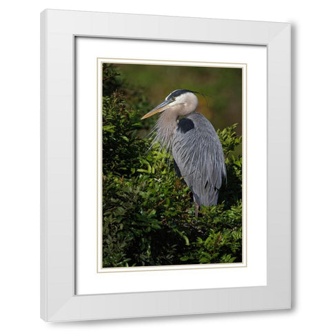 Great blue heron-Venice rookery-Venice-Florida White Modern Wood Framed Art Print with Double Matting by Jones, Adam