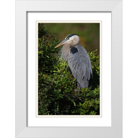 Great blue heron-Venice rookery-Venice-Florida White Modern Wood Framed Art Print with Double Matting by Jones, Adam