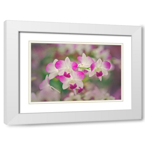 Hybrid Orchids Selby Gardens-Sarasota-Florida White Modern Wood Framed Art Print with Double Matting by Jones, Adam