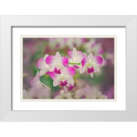 Hybrid Orchids Selby Gardens-Sarasota-Florida White Modern Wood Framed Art Print with Double Matting by Jones, Adam
