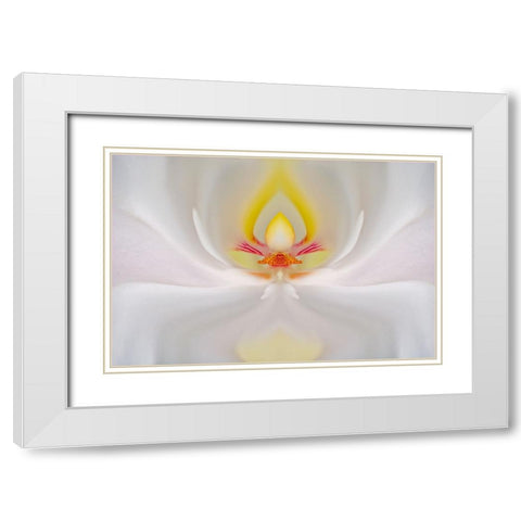 Abstract Hybrid Orchid Selby Gardens-Sarasota-Florida White Modern Wood Framed Art Print with Double Matting by Jones, Adam