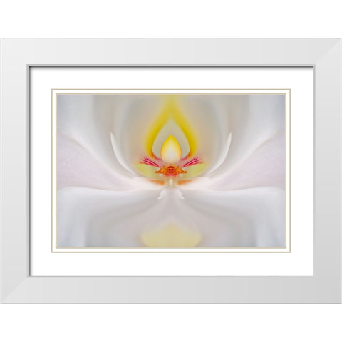 Abstract Hybrid Orchid Selby Gardens-Sarasota-Florida White Modern Wood Framed Art Print with Double Matting by Jones, Adam