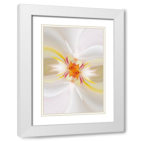 Hybrid Orchid Selby Gardens-Sarasota-Florida White Modern Wood Framed Art Print with Double Matting by Jones, Adam