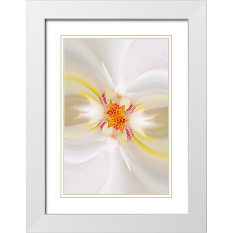 Hybrid Orchid Selby Gardens-Sarasota-Florida White Modern Wood Framed Art Print with Double Matting by Jones, Adam